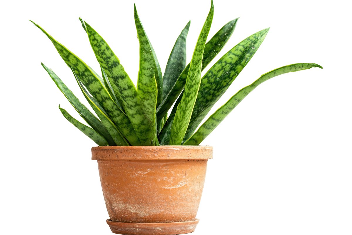 a snake plant