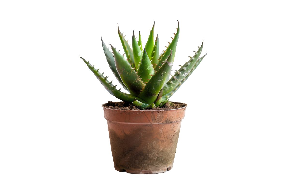 an aloe vera plant