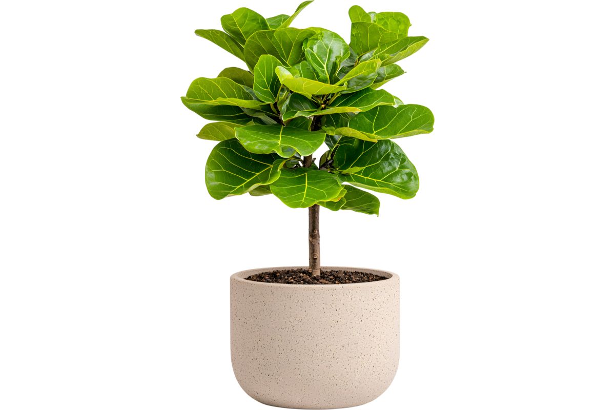 a fiddle leaf fig desk plant