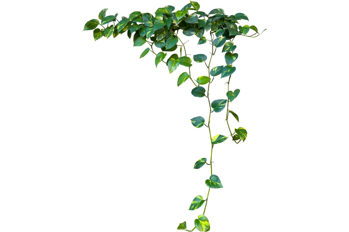 devil’s ivy as a wallplant