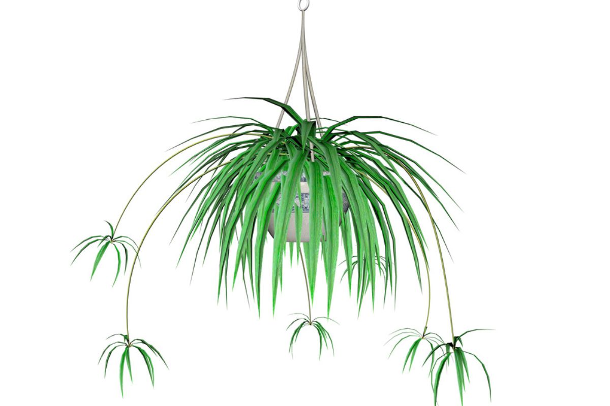 a spider plant