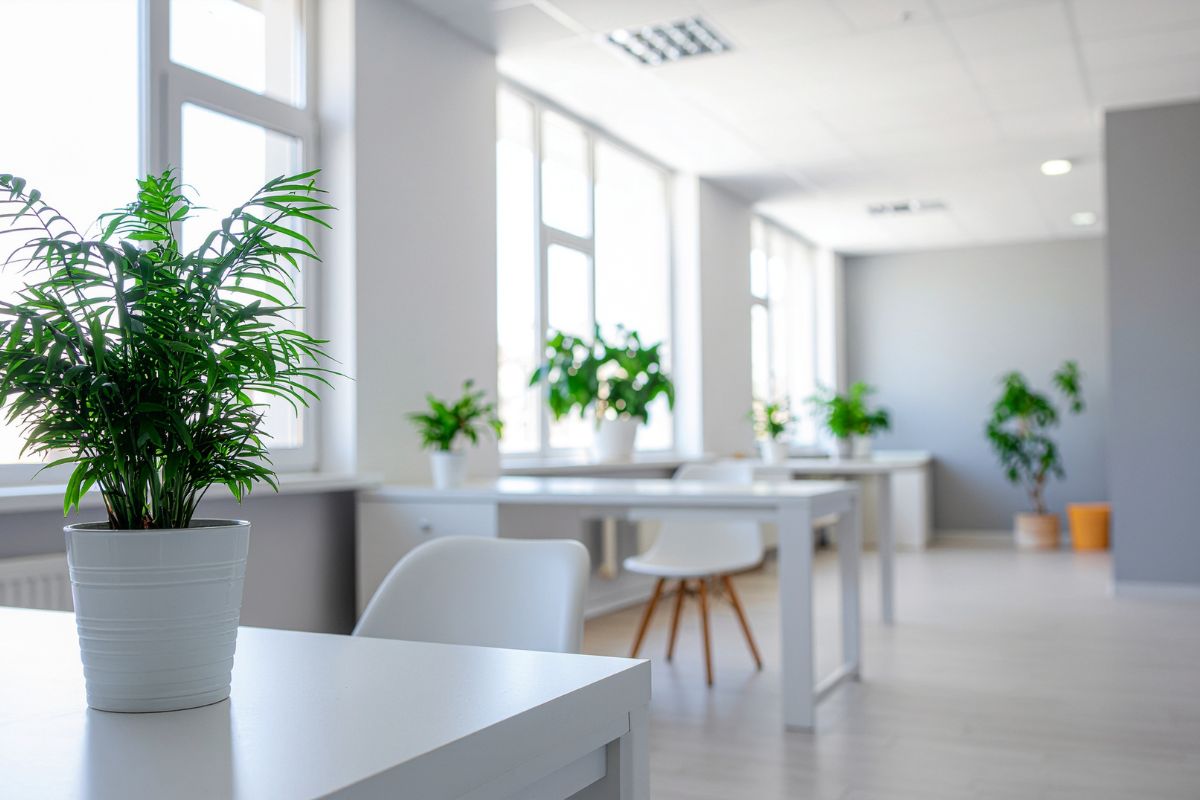an office filled with the best office plants